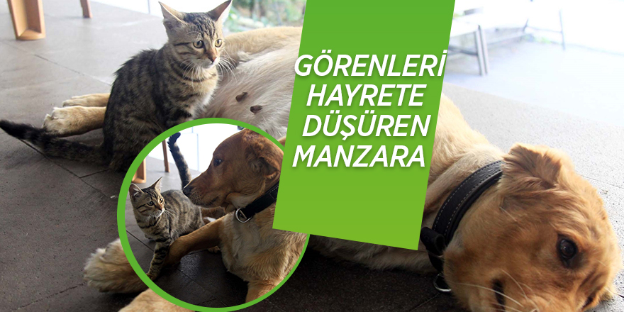 Annesinin terk ettiği kediyi Tarçın isimli köpek emziriyor