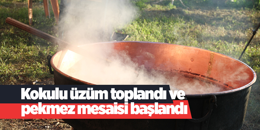 Rize'de pekmez mesaisi başlandı