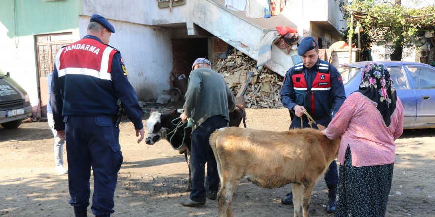 Jandarma ekipleri büyükbaş hayvanı sahiplerine teslim etti