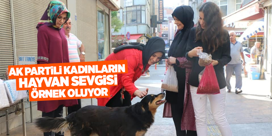 AK kadınlar Samsun'da hayvanlara sahip çıkıyorlar