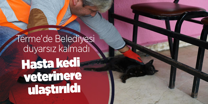 Hasta kedi veterinere ulaştırıldı