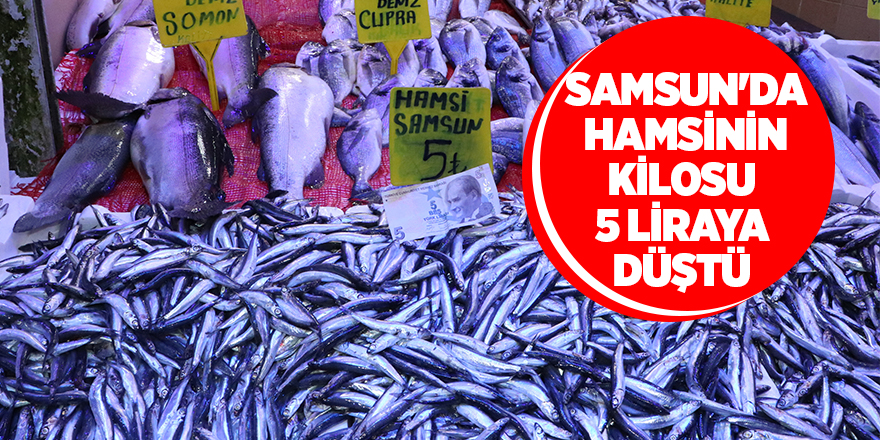 Samsun'da kilosu 5 liraya düşen hamsi kapış kapış gidiyor