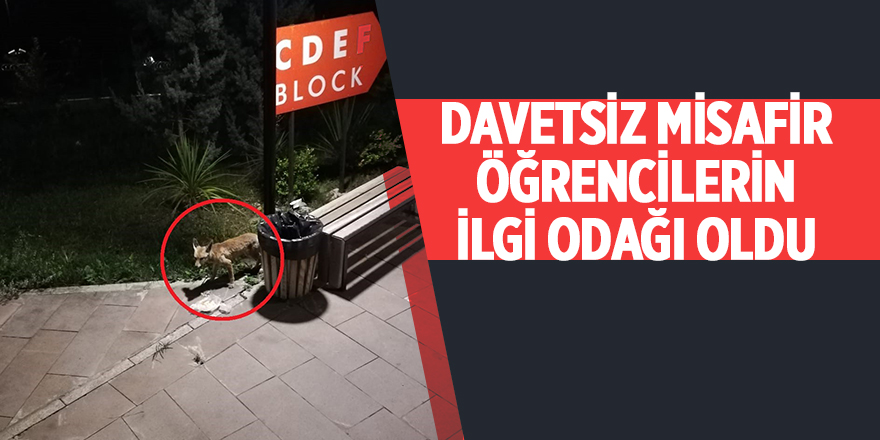 Davetsiz misafir tilki, öğrenciler arasında heyecan yarattı