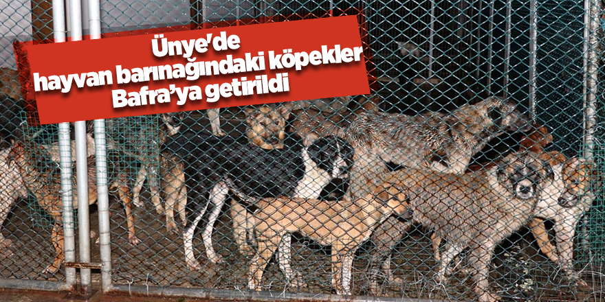 Ünye'de hayvan barınağındaki köpekler Bafra ilçesine getirildi