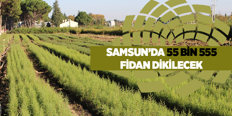 Samsun’da 55 bin 555 fidan dikilecek