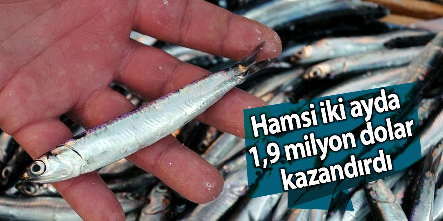 Hamsi iki ayda 1,9 milyon dolar kazandırdı