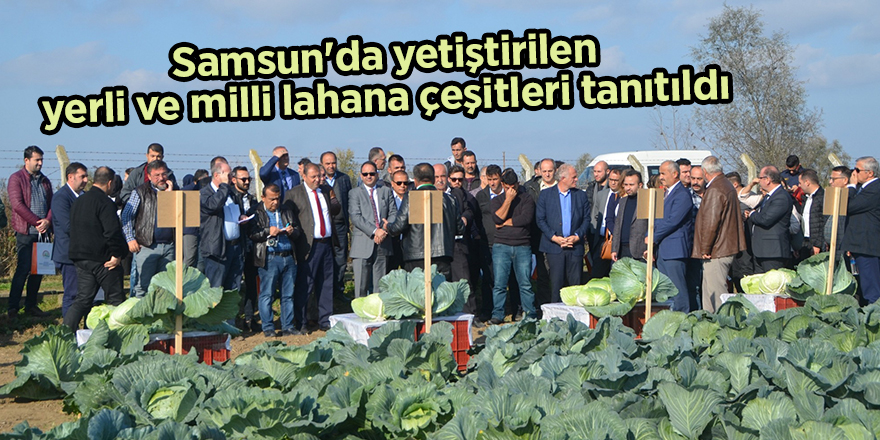 Samsun'da yetiştirilen yerli ve milli lahana çeşitleri tanıtıldı