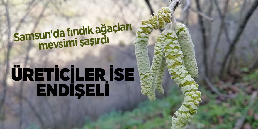 Samsun'da fındık ağaçları mevsimi şaşırdı