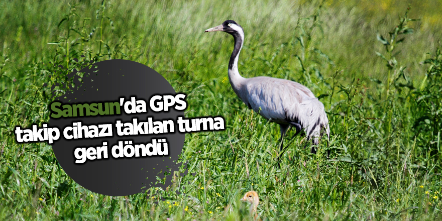 Samsun'da GPS takip cihazı takılan turna geri döndü