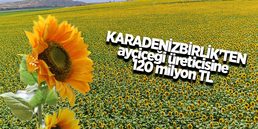 KARADENİZBİRLİK'TEN ayçiçeği üreticisine 120 milyon TL