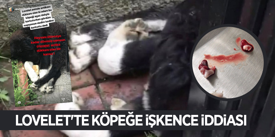 Lovelet'te köpeğe işkence iddiası