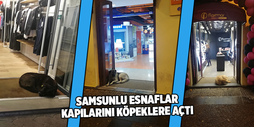 Üşüyen köpekler mağazalarda ısınıyor