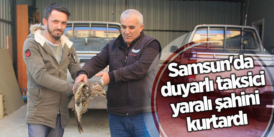 Samsun'da duyarlı taksici yaralı şahini kurtardı