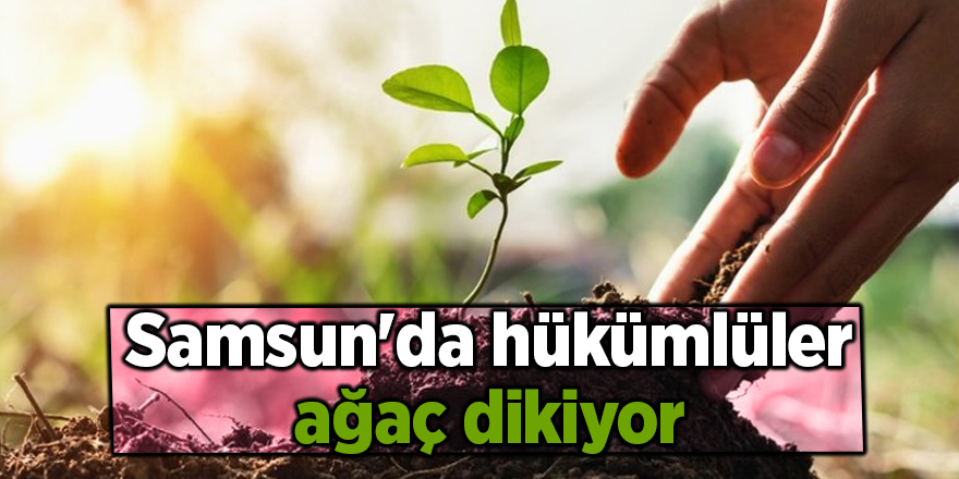 Samsun'da hükümlüler ağaç dikiyor