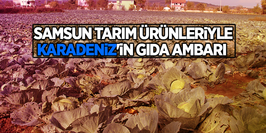 Samsun tarım ürünleriyle Karadeniz'in gıda ambarı 