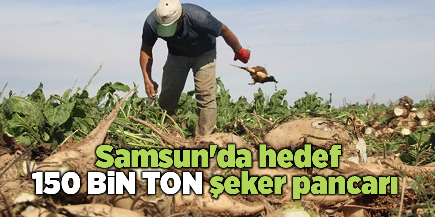 Samsun'da hedef 150 bin ton şeker pancarı 