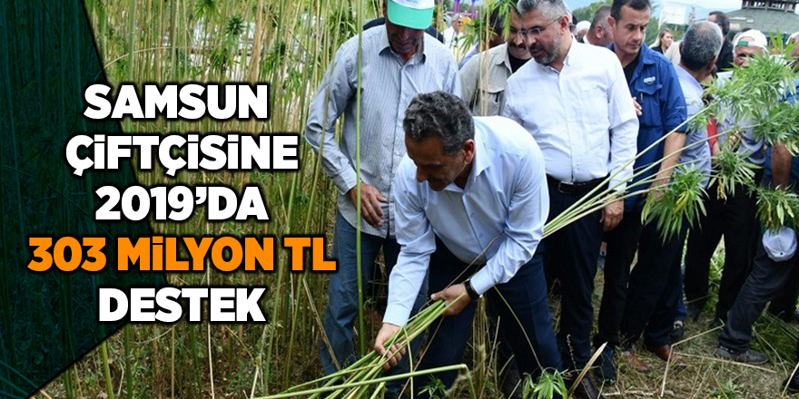 Samsun çiftçisine 2019’da 303 milyon TL destek