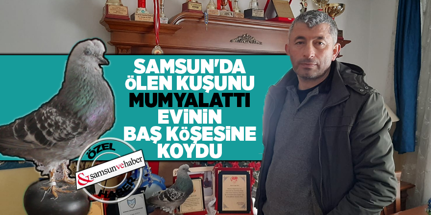 Samsun'da ölen kuşunu mumyalattı evinin baş köşesine koydu