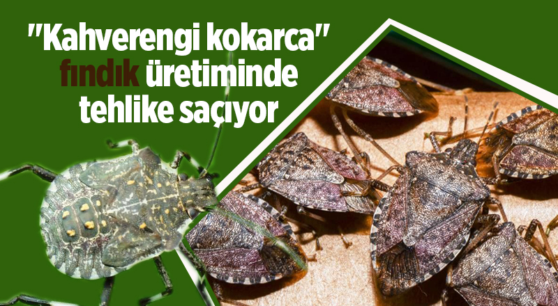 Fındık üreticileri dikkat