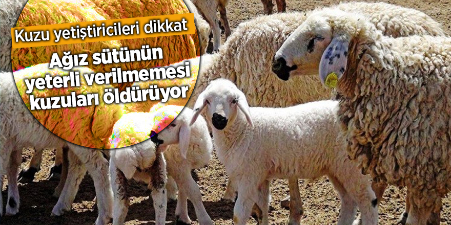 Kuzu yetiştiricileri dikkat