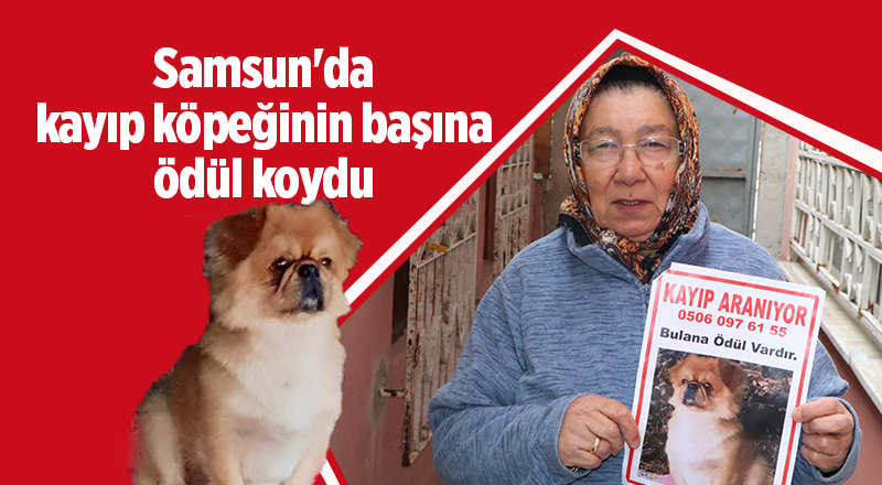 Samsun'da kayıp köpeğinin başına ödül koydu