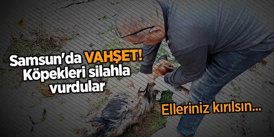 Samsun'da vahşet! Köpekleri silahla vurdular