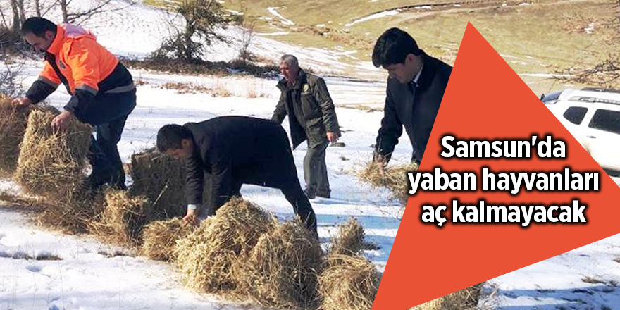 Samsun'da yaban hayvanları aç kalmayacak