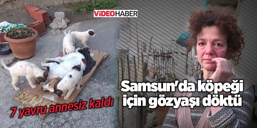 Samsun'da köpeği için gözyaşı döktü