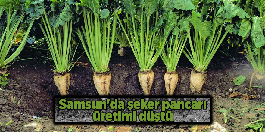 Samsun'da şeker pancarı üretimi düştü