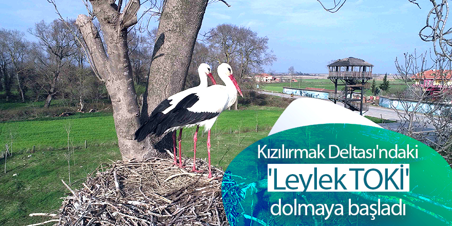 Kızılırmak Deltası'ndaki 'Leylek TOKİ' dolmaya başladı