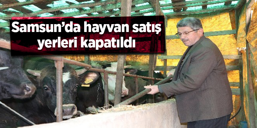 Samsun’da hayvan satış yerleri kapatıldı