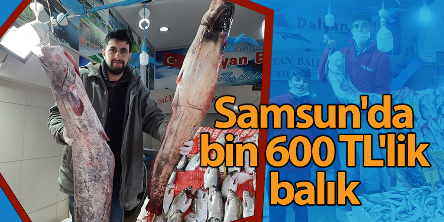 Samsunlu balıkçılar 65 kilogramlık yayın balığı yakaladı