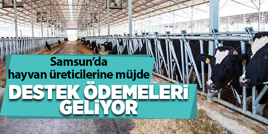 Samsun’da hayvan üreticilerine müjde