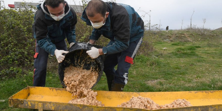 Samsun'da sokak hayvanları sahipsiz kalmadı