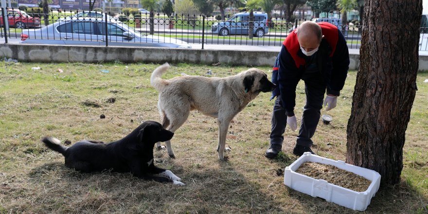 İlkadım Belediyesi can dostları unutmadı