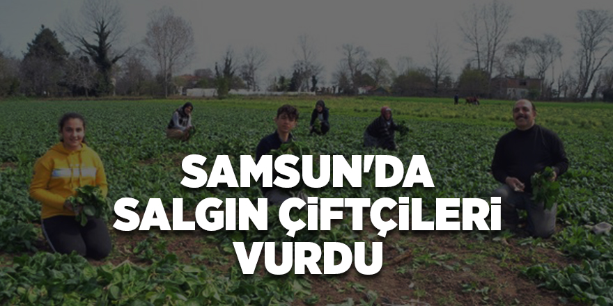 Samsun'da salgın çiftçileri vurdu