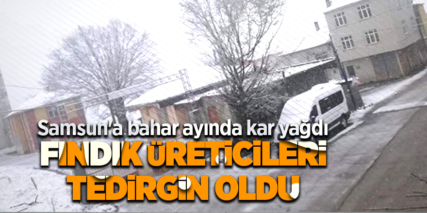 Samsun'a bahar ayında kar yağdı fındık üreticileri tedirgin oldu