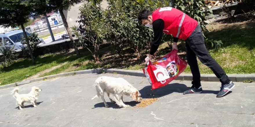 Samsun'da Genç Kızılay gönüllüleri sokak hayvanlarını unutmadı