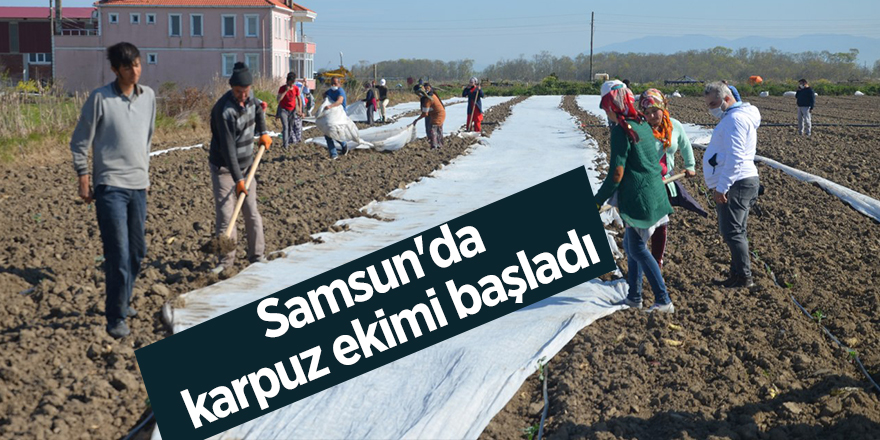 Samsun'da karpuz ekimi başladı