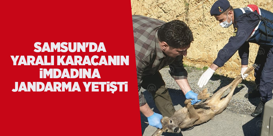 Samsun'da yaralı karacanın imdadına jandarma yetişti