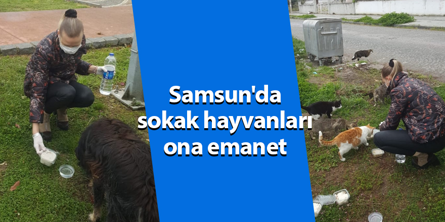 Samsun'da sokak hayvanları ona emanet