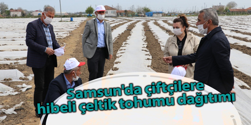 Samsun'da çiftçilere hibeli çeltik tohumu dağıtımı