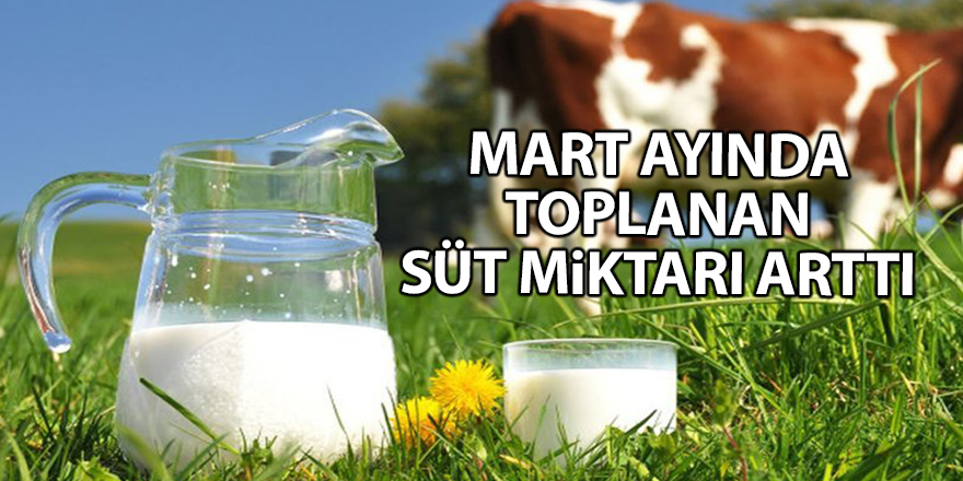 Mart ayında toplanan süt miktarı arttı