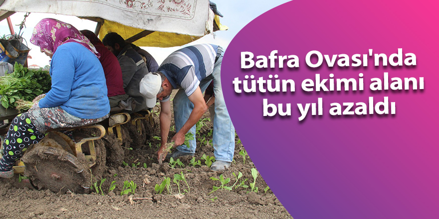 Bafra Ovası'nda tütün ekimi başladı