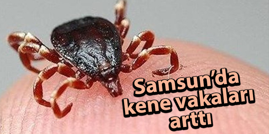 Samsun’da kene vakaları arttı