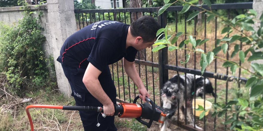 Samsun'da köpeğin imdadına itfaiye yetişti