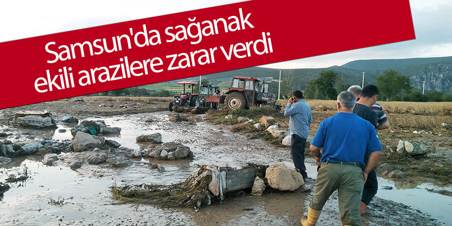 Samsun'da sağanak ekili arazilere zarar verdi