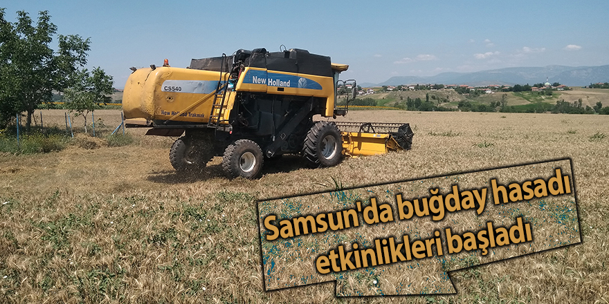 Samsun'da buğday hasadı etkinlikleri başladı