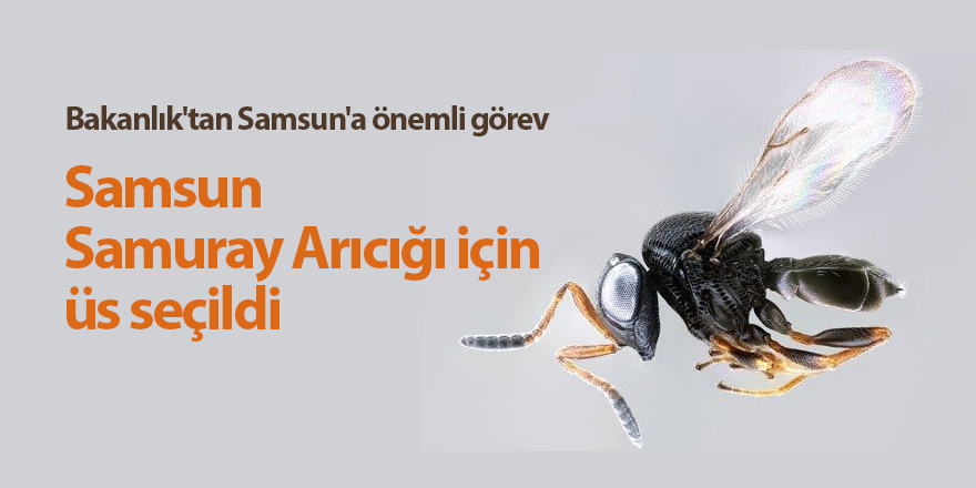 Samsun Samuray Arıcığı için üs seçildi - samsun haber