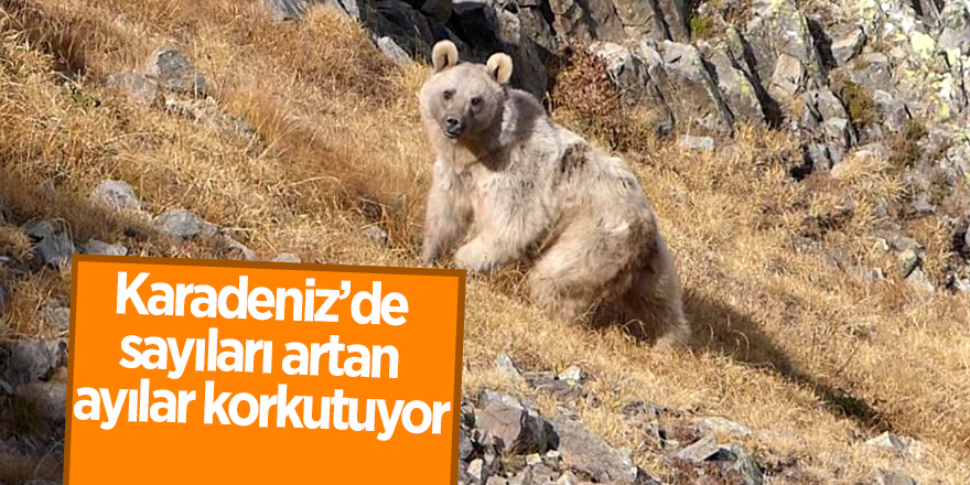 Karadeniz’de sayıları artan ayılar korkutuyor